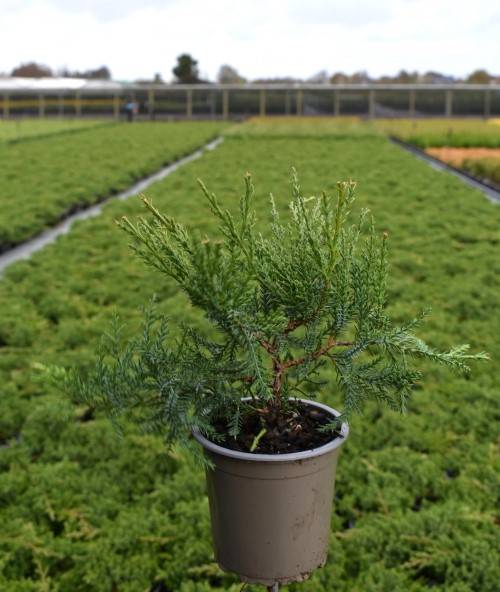 Juniperus pfitz. 'Wilhelm Pfitz.'
