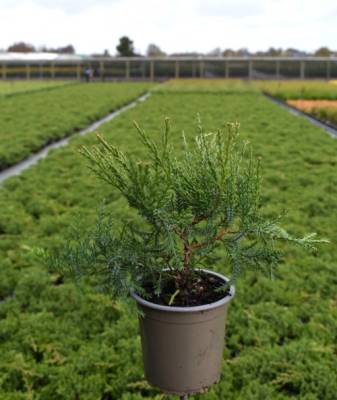 Juniperus pfitz. 'Wilhelm Pfitz.'