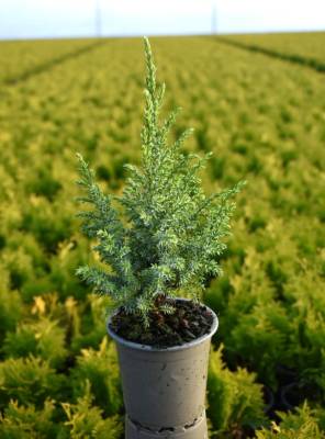 Juniperus ping. 'Loderi'