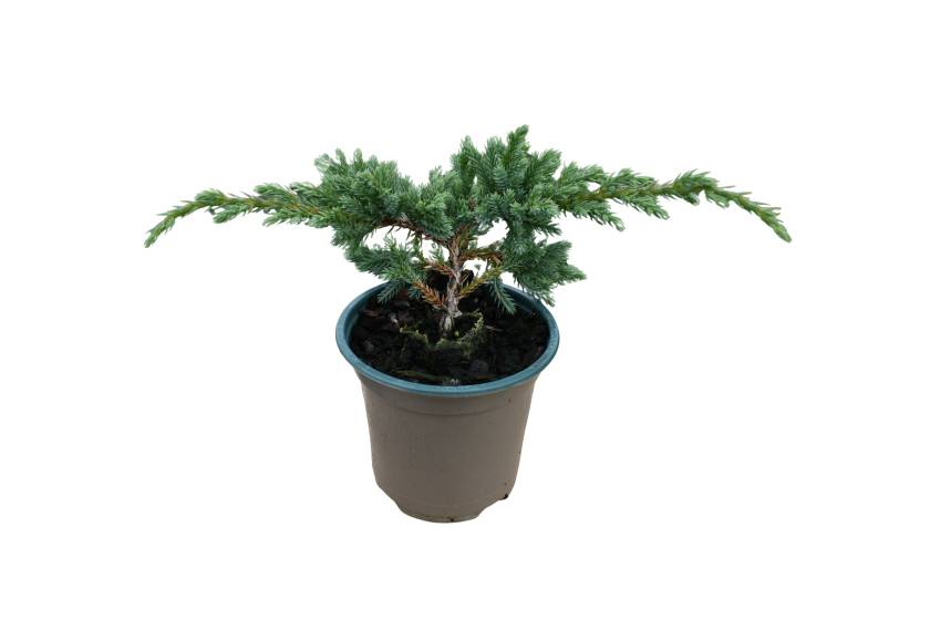 Juniperus squam. 'Blue Spider'
