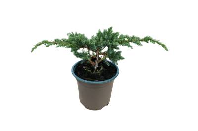 Juniperus squam. 'Blue Spider'
