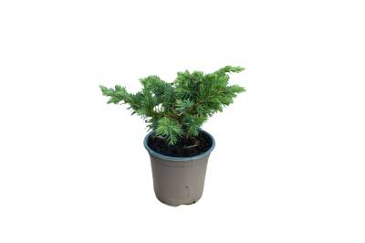 Juniperus squam. 'Hunnetorp'