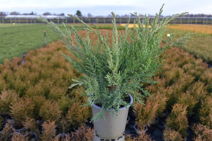 Juniperus vir. 'Hetz'