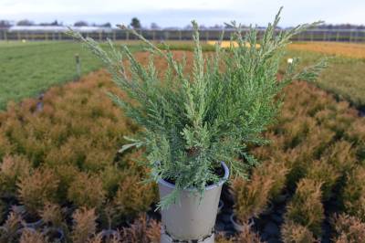 Juniperus vir. 'Hetz'