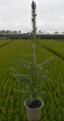 Picea abies