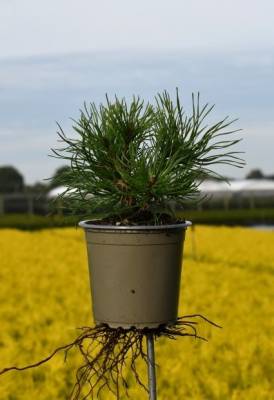 Pinus mugo pumilio