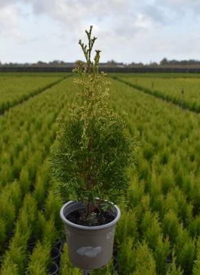 Thuja occ. 'Bright Smaragd'