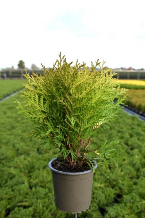 Thuja occ. 'Danica Aurea'