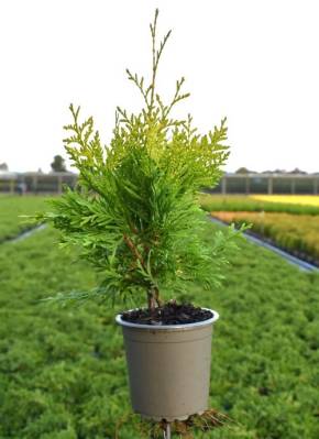 Thuja occ. 'Golden Brabant'