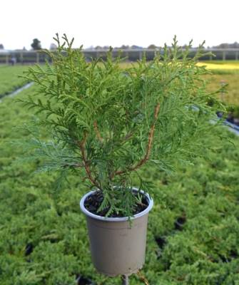 Thuja occ. 'Little Champion'