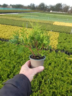 Thuja occ. 'Pyramidalis Comp.'