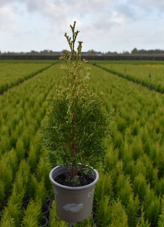 Thuja occ. 'Silver Smaragd'