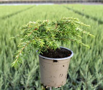 Tsuga can. 'Jeddeloh'