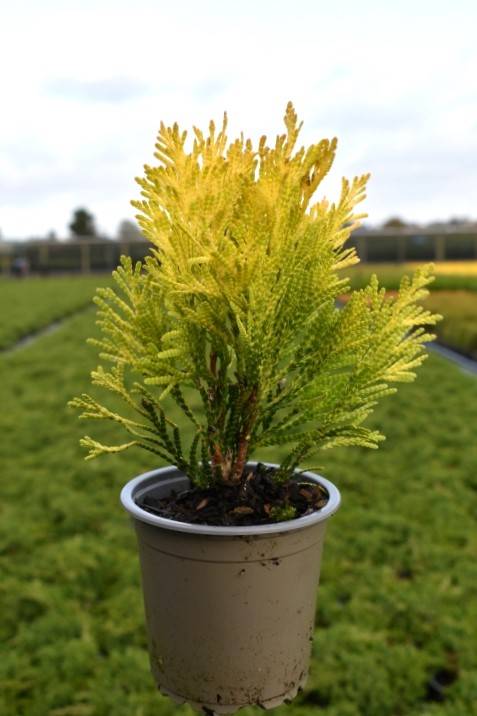 Thuja plic. '4evergoldy'