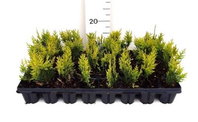 Chamaecyparis law. 'Ivonne'