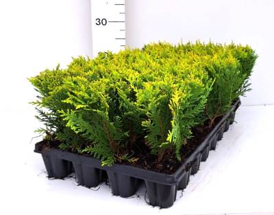 Chamaecyparis law. 'Stardust'