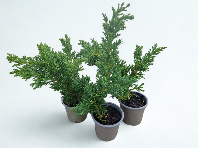 Chamaecyparis obt. 'Drath'