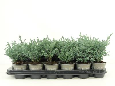 Chamaecyparis pis. 'Baby Blue'