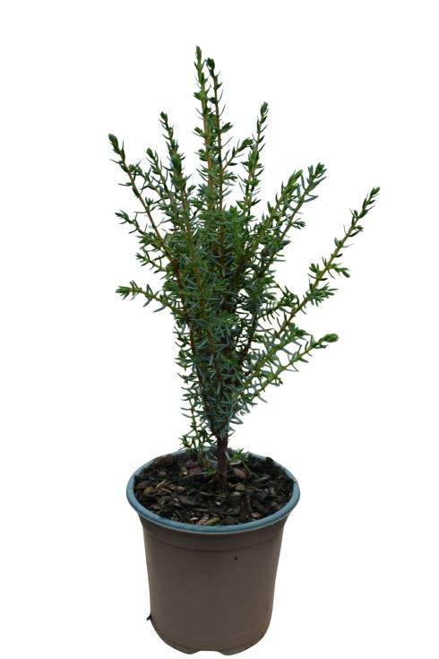 Juniperus comm. 'Arnold'