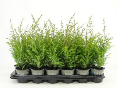 Juniperus comm. 'Gold Cone'