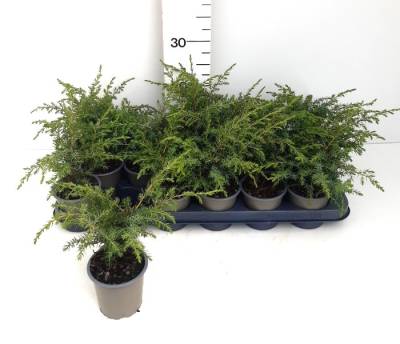 Juniperus comm. 'Hibernica'