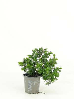Juniperus conf. 'Blue Pacific'