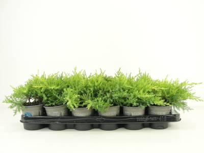Juniperus pfitz. 'Gold Star'