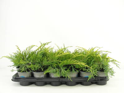 Juniperus pfitz. 'King of Spring'