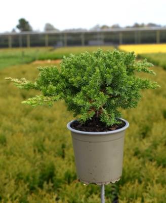 Juniperus proc. 'Nana'