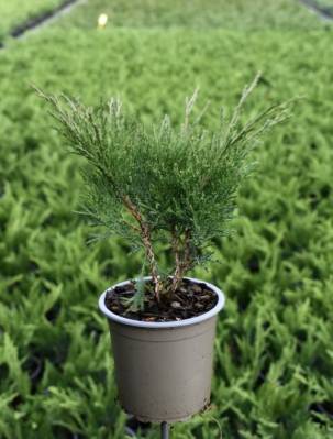 Juniperus sabina