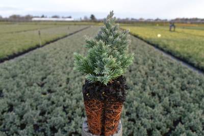 Juniperus squam. 'Blue Star'