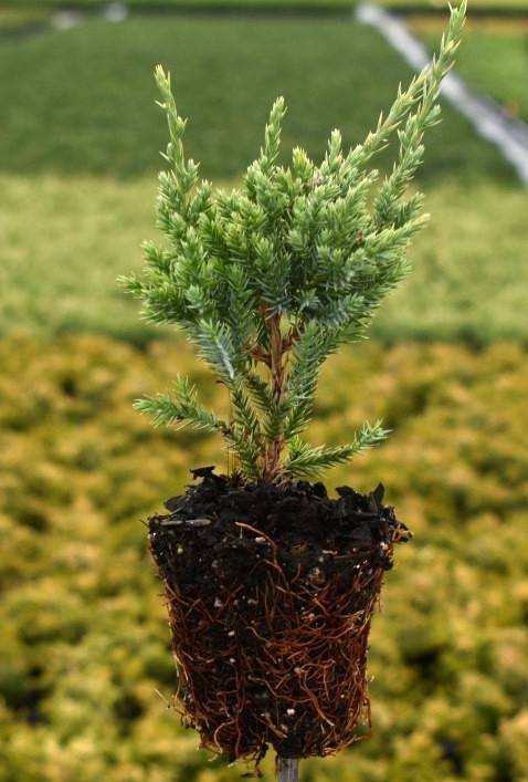 Juniperus squam. 'Holger'