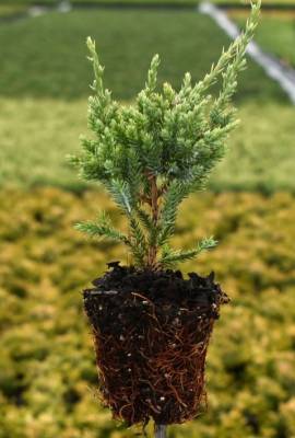 Juniperus squam. 'Holger'