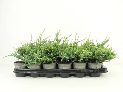 Juniperus squam. 'Holger'