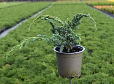 Juniperus squam. 'Meyeri'