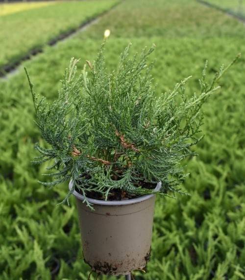 Juniperus virg. 'Grey Owl'