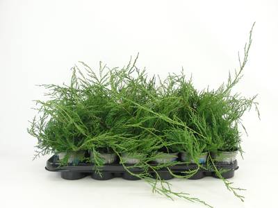 Juniperus virg. 'Grey Owl'