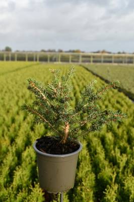 Picea abies 'Nidiformis'