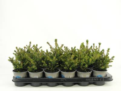 Picea abies 'Will's Zwerg'