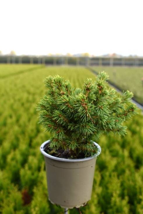 Picea glauca 'Alberta Globe'