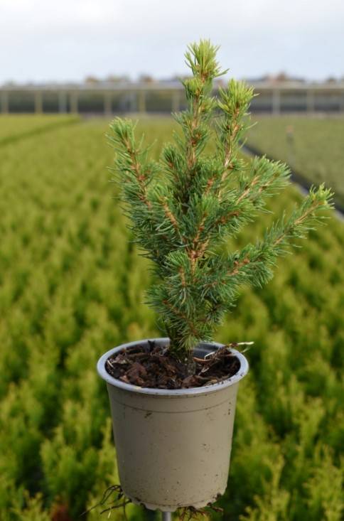 Picea glauca 'Daisy's White'