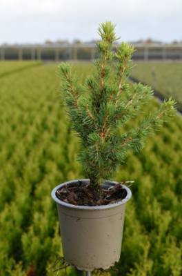 Picea glauca 'Daisy's White'