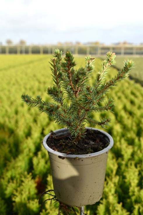 Picea glauca 'Echiniformis'