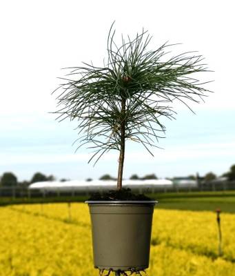 Pinus strobus
