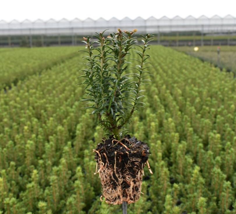 Taxus bacc. 'Black Tower'