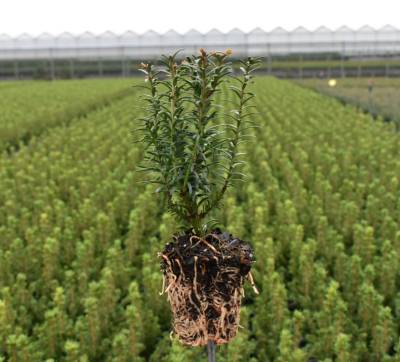 Taxus bacc. 'Black Tower'