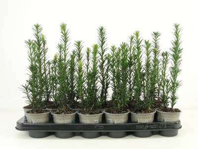 Taxus bacc. 'Black Tower'