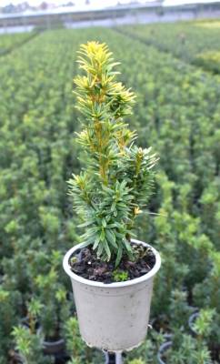 Taxus bacc. 'David'