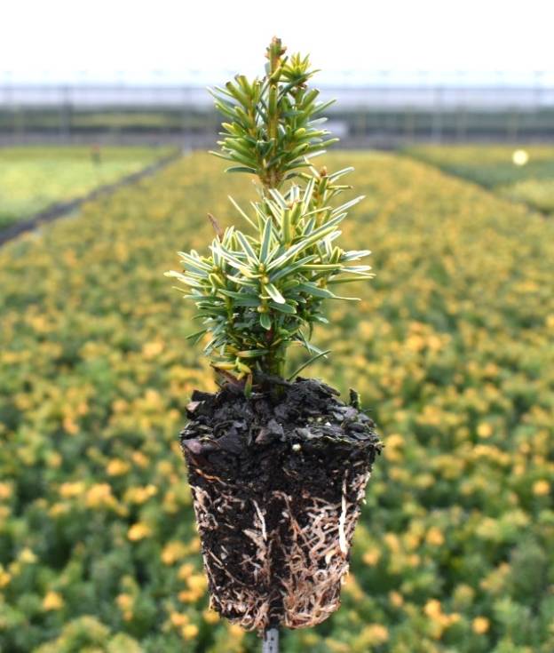 Taxus bacc. 'Fast. Aurea'