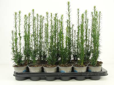 Taxus bacc. 'Fast. Aurea'